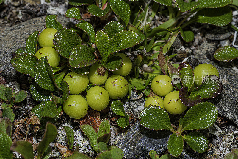 鹿角葡萄球菌属(Arctostaphylos rubra)是石南科和鹿角葡萄球菌属的一种开花植物。常见的名字包括红果熊果、高山熊果、北极熊果、红果曼扎尼塔和渡鸦莓。家庭杜鹃花科。州,阿拉斯加。